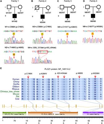 Novel mutations in PLCZ1 lead to early embryonic arrest as a male factor